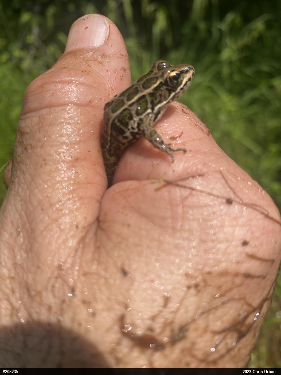 Pickerel Frog