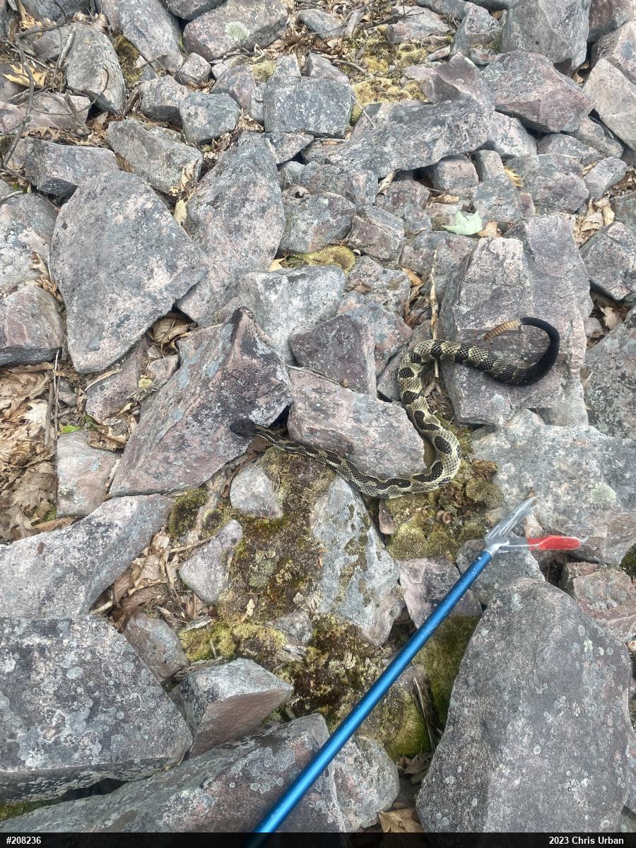 Timber Rattlesnake