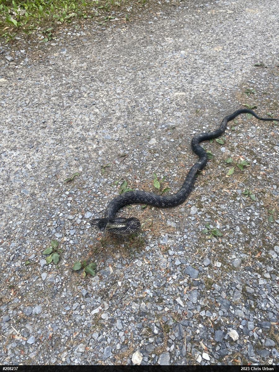 Eastern Ratsnake