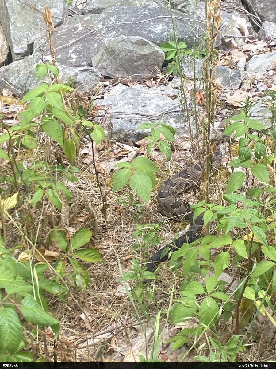 Timber Rattlesnake
