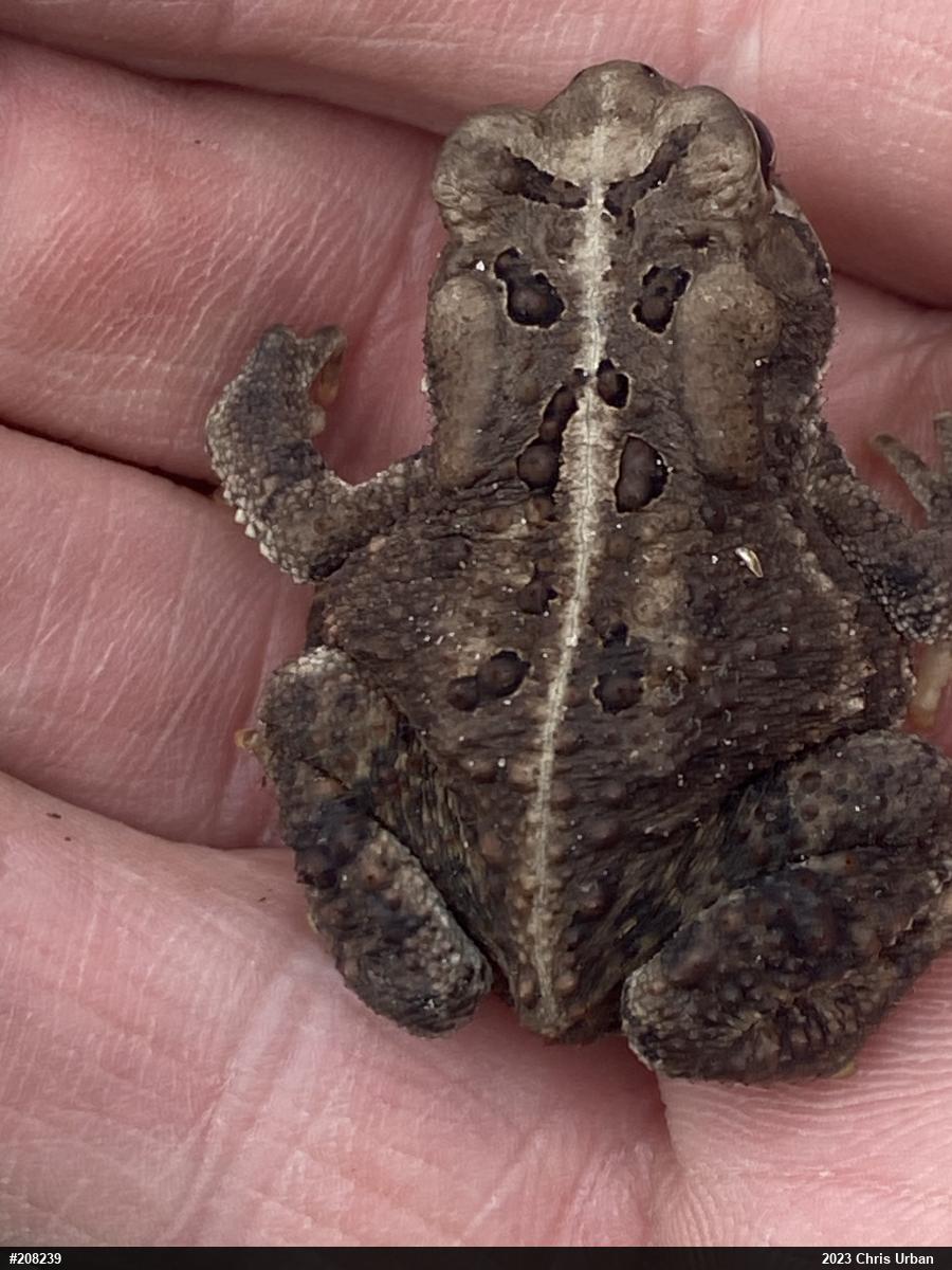 Eastern American Toad