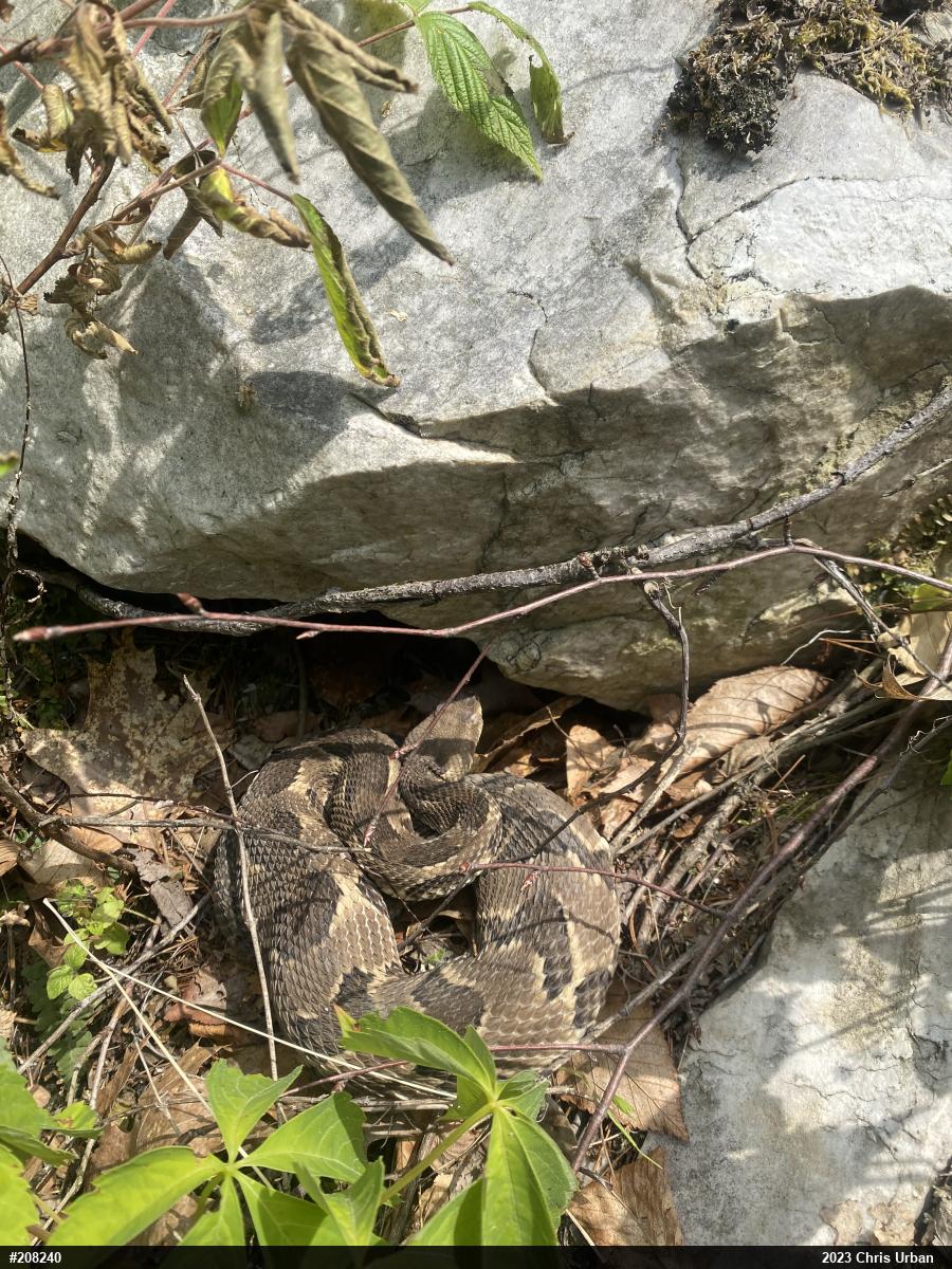 Timber Rattlesnake