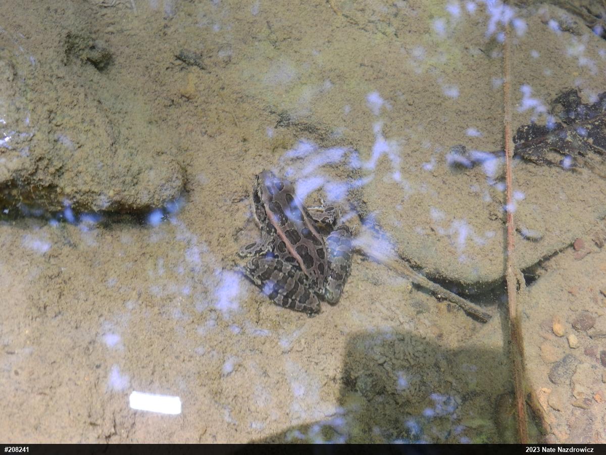 Pickerel Frog
