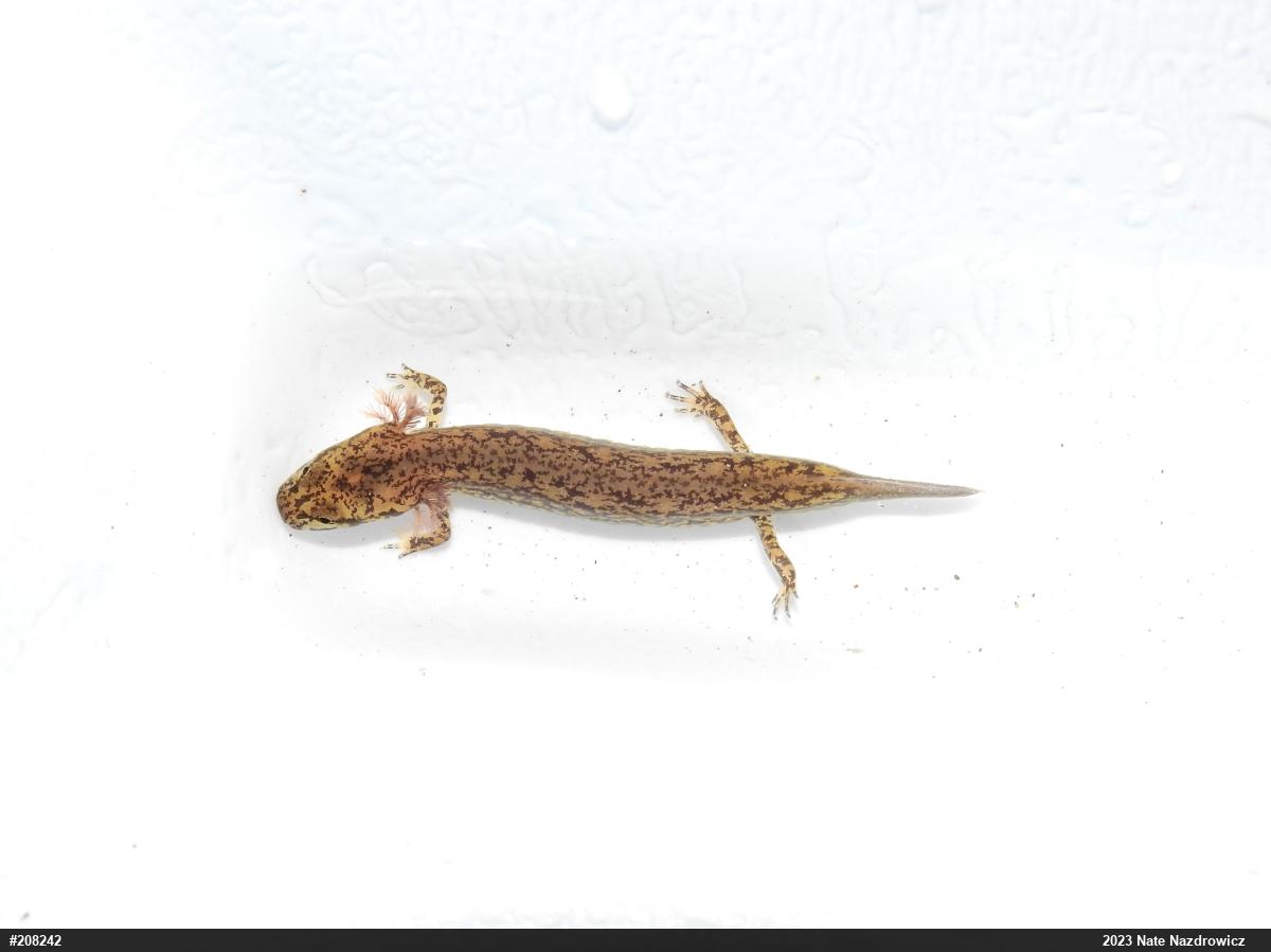 Northern Two-lined Salamander