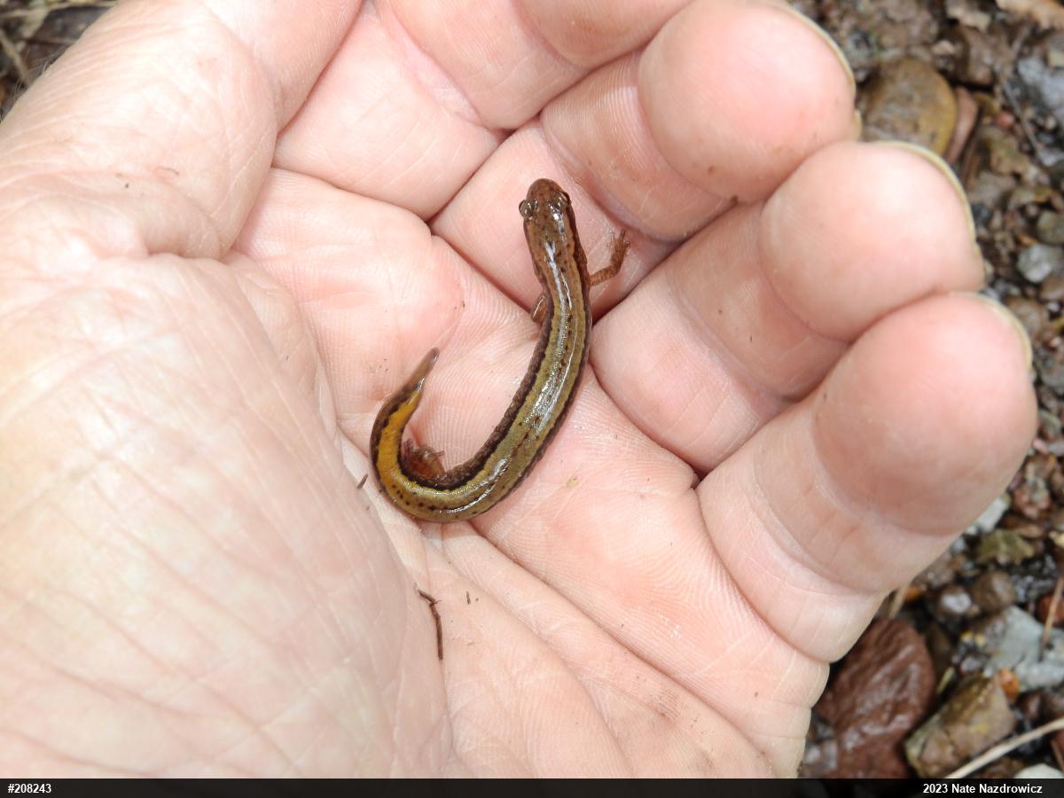 Northern Two-lined Salamander