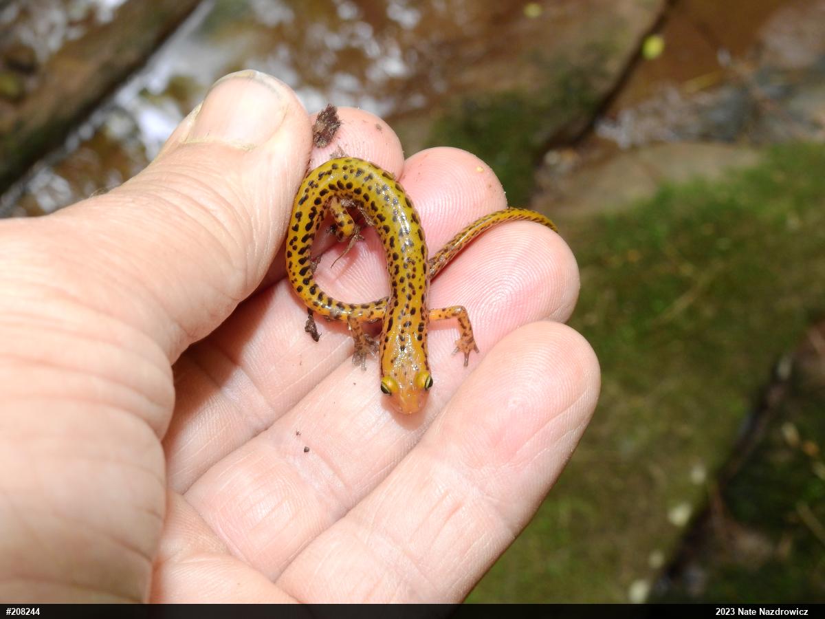 Eastern Long-tailed Salamander