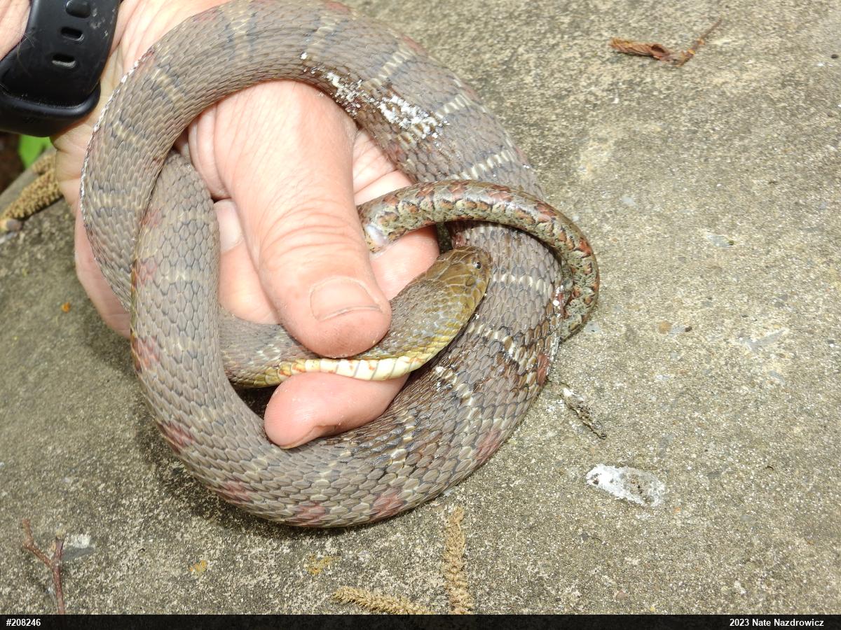 Northern Watersnake