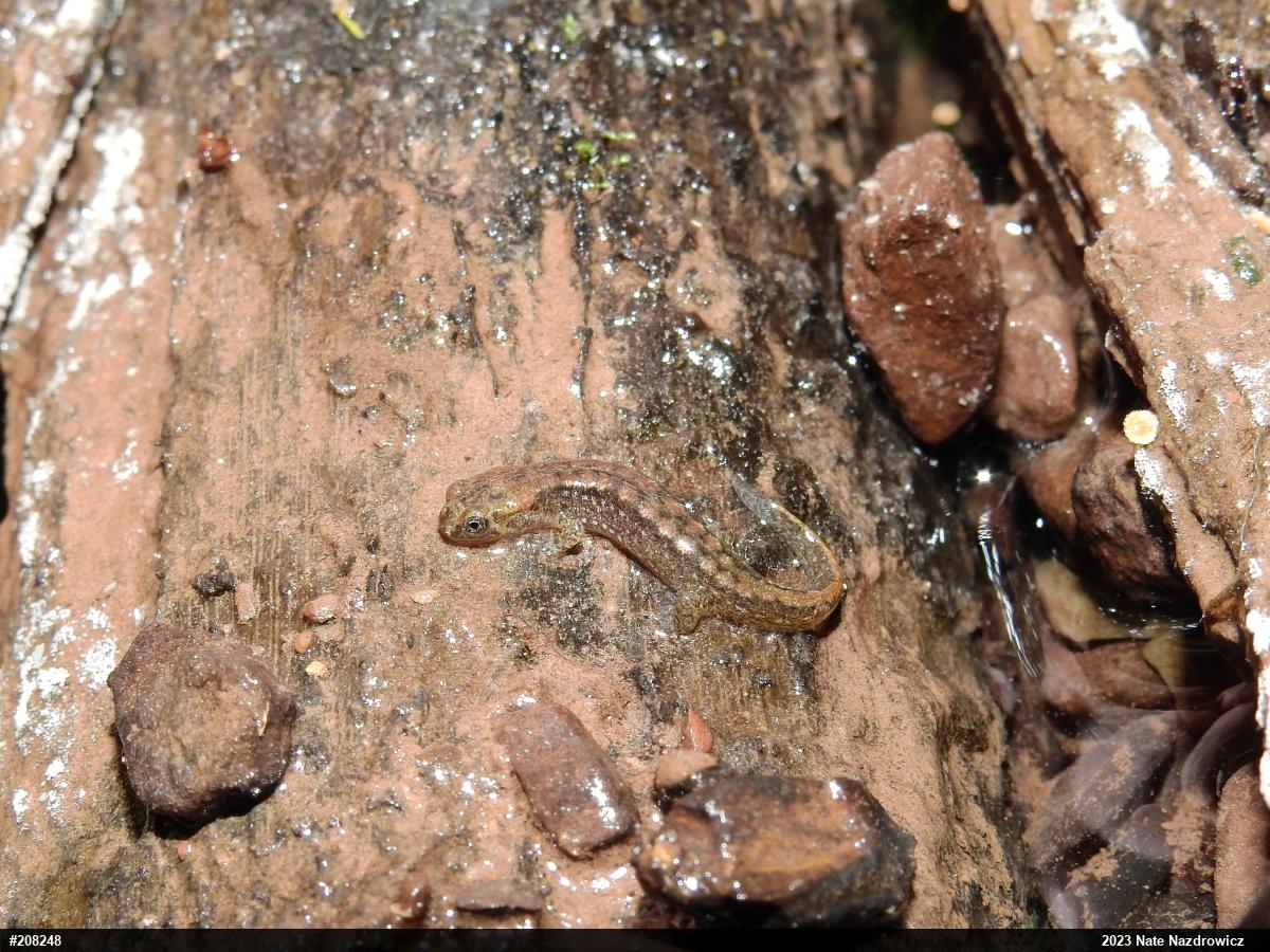 Northern Dusky Salamander