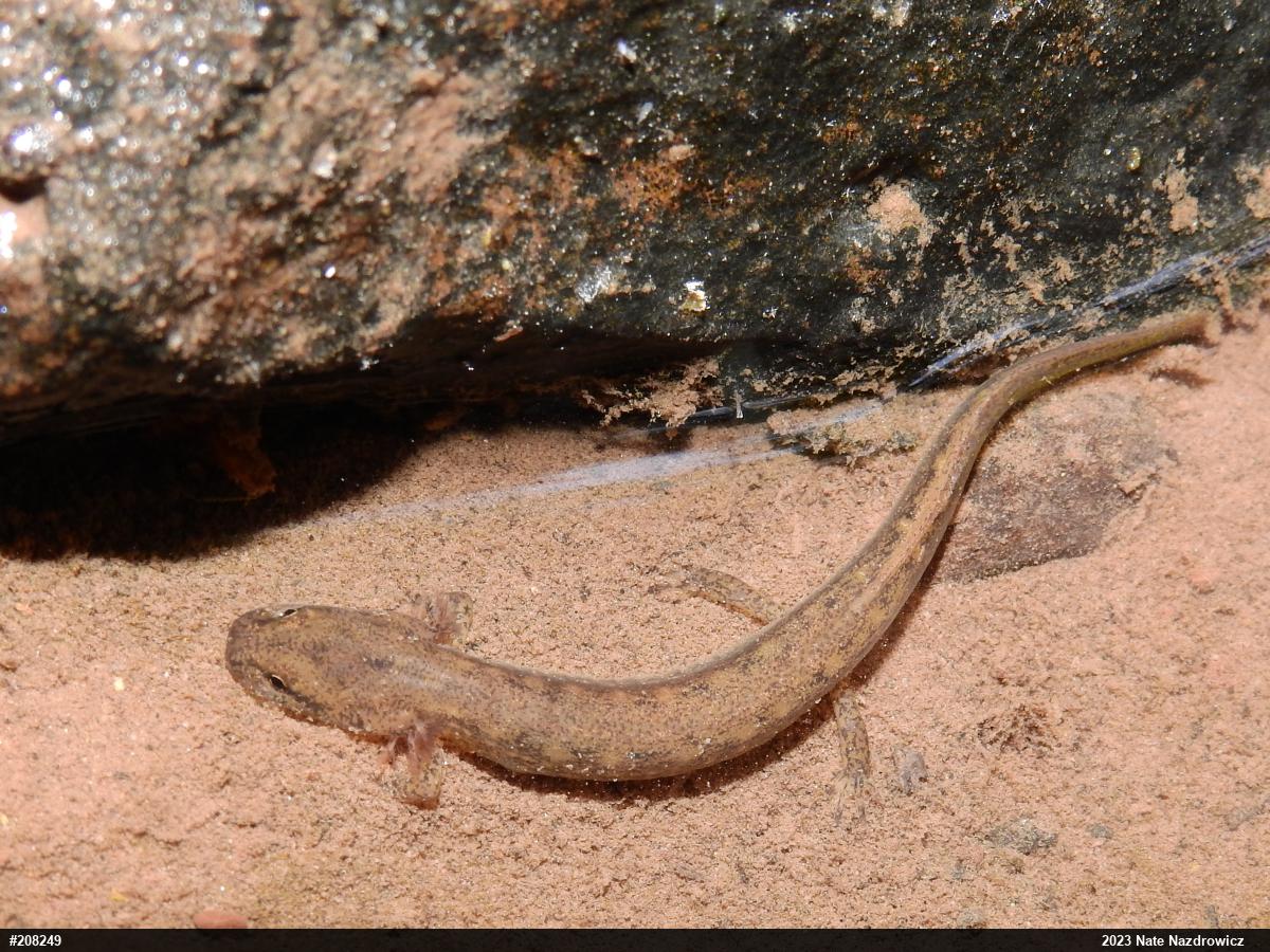 Northern Two-lined Salamander