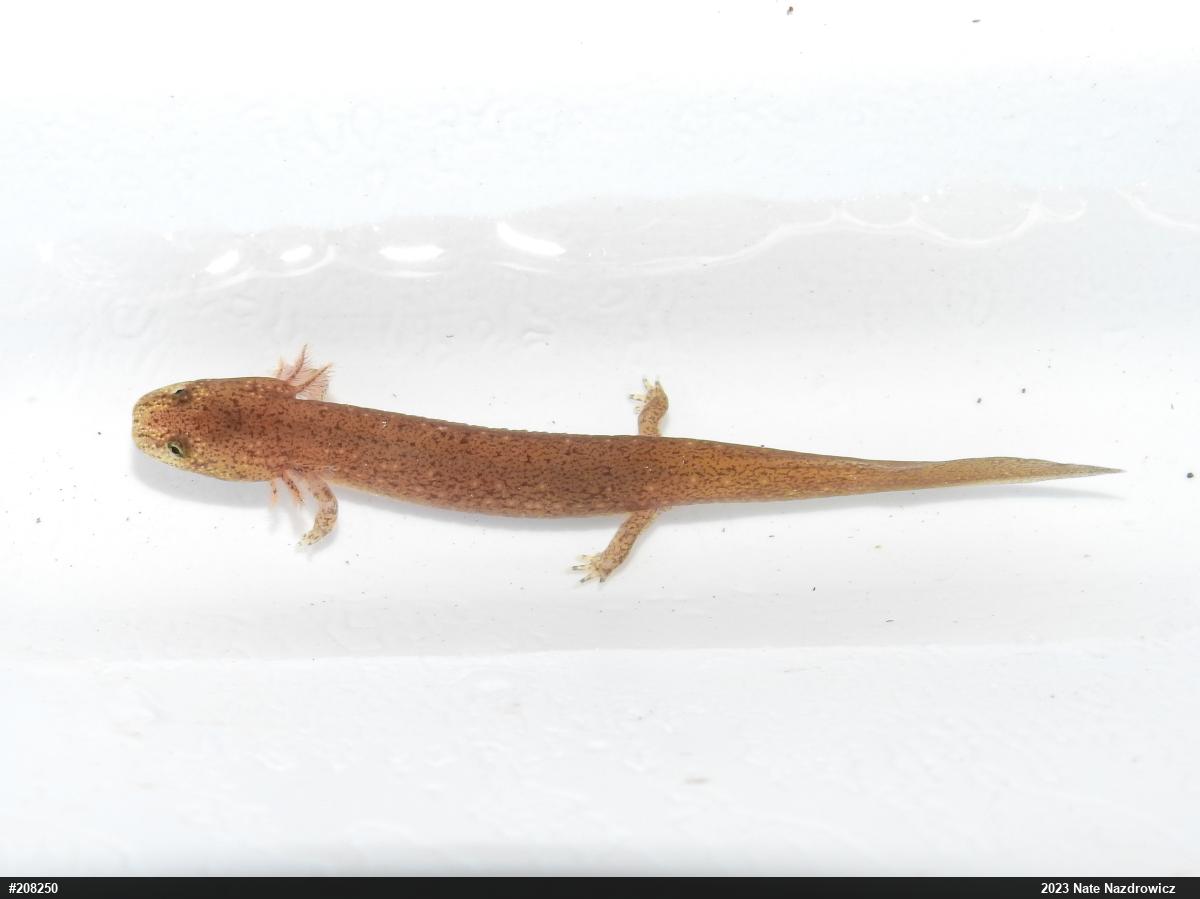 Northern Red Salamander