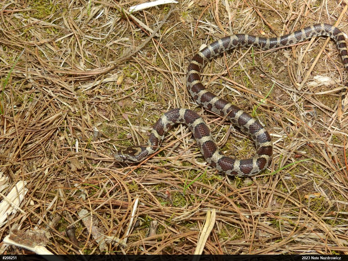 Eastern Milksnake