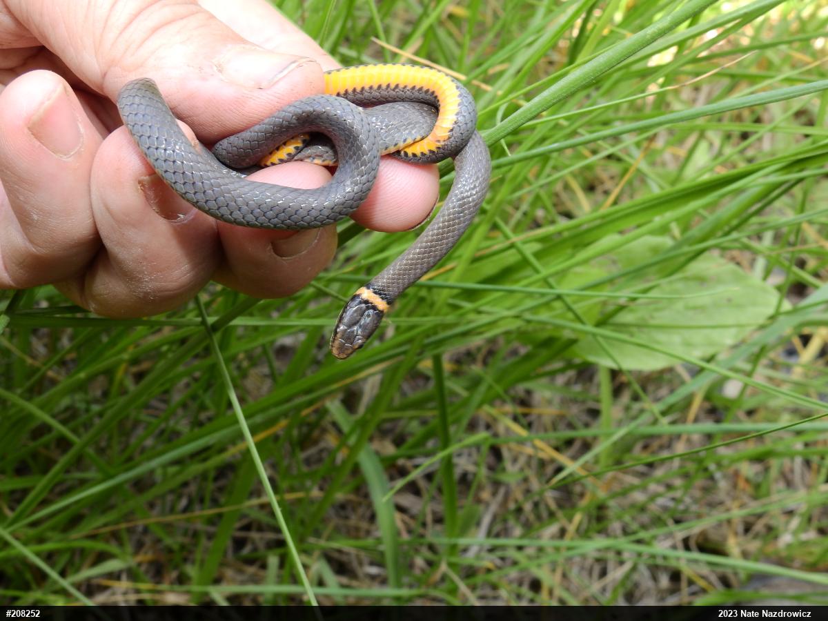 Northern Ring-necked Snake