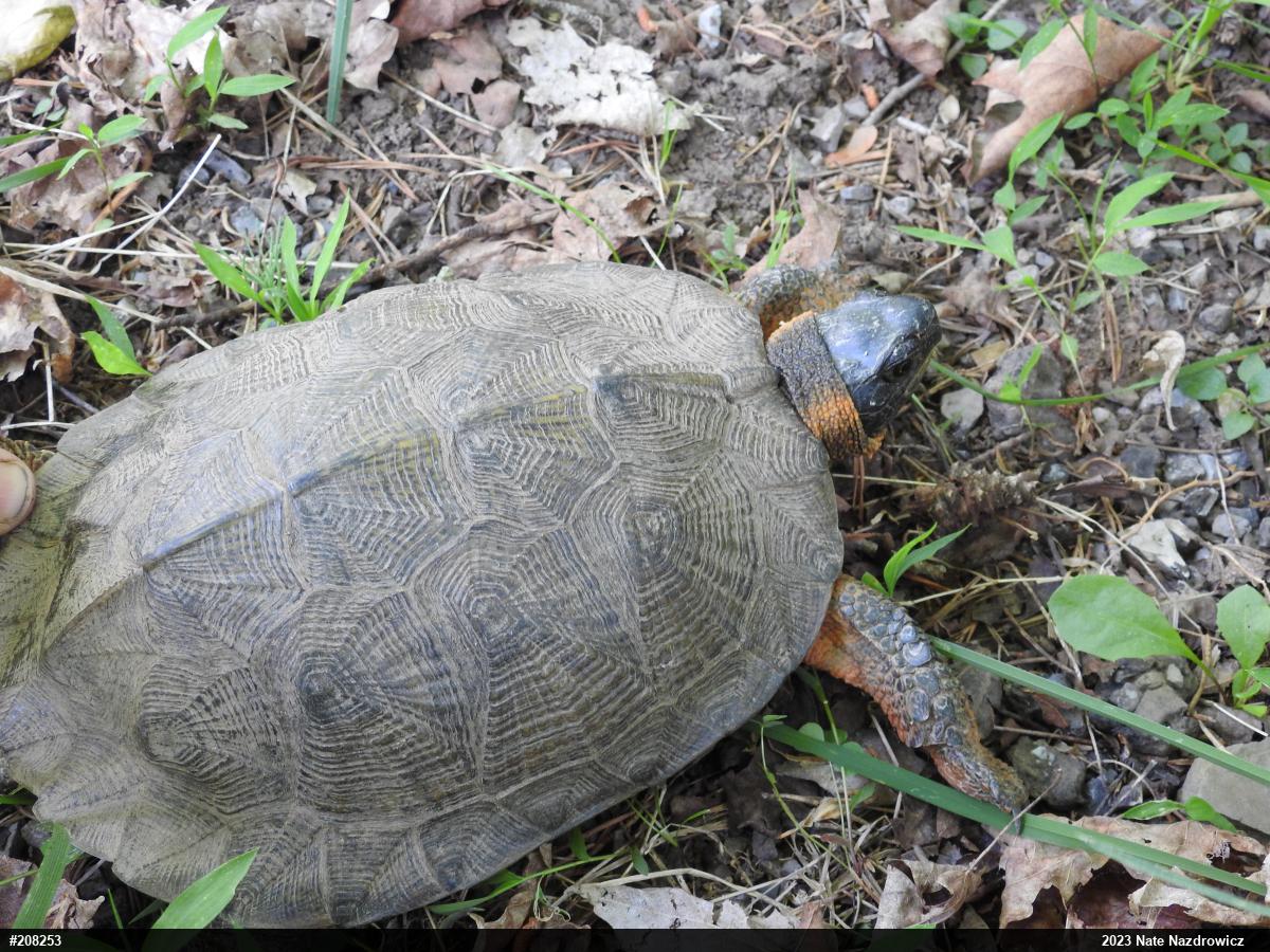 Wood Turtle