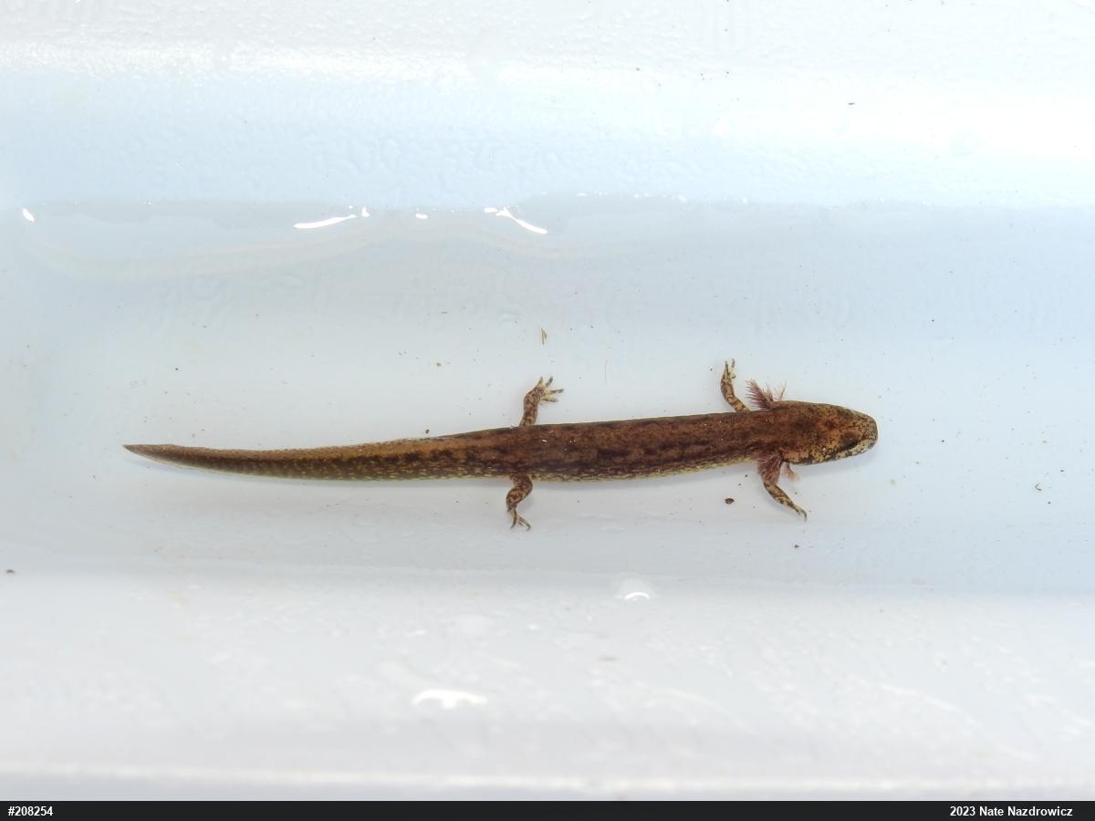 Northern Two-lined Salamander