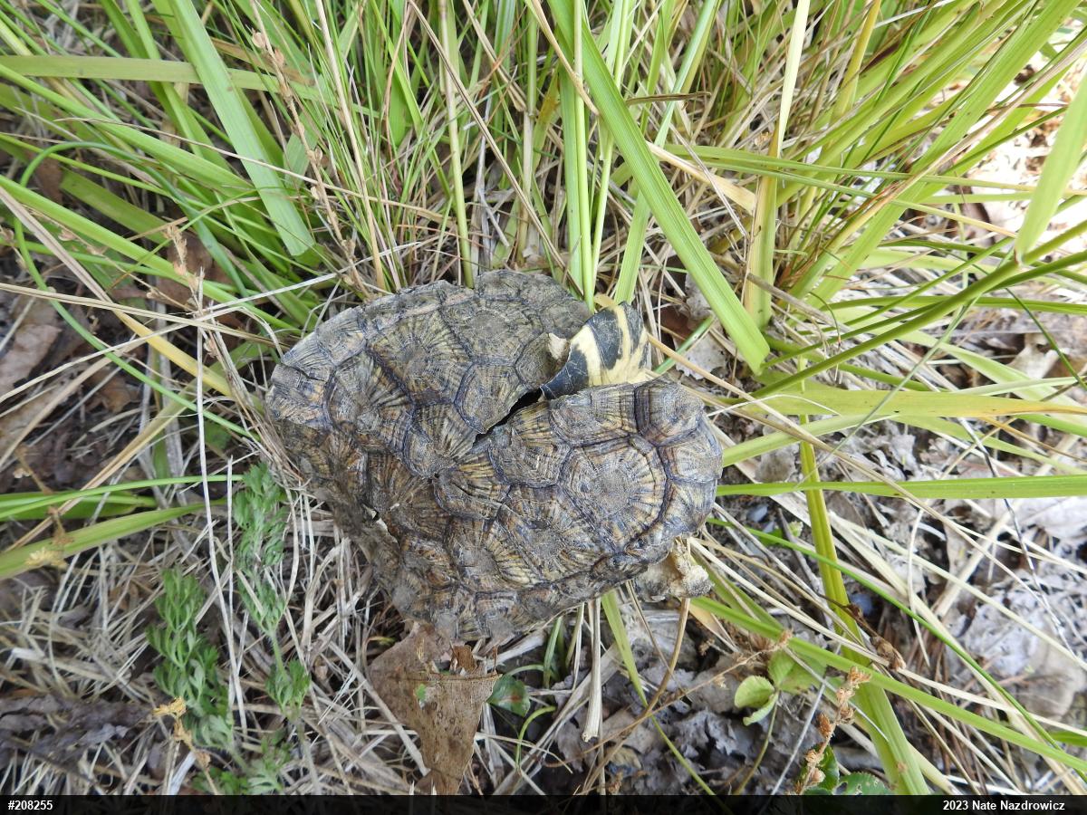 Wood Turtle