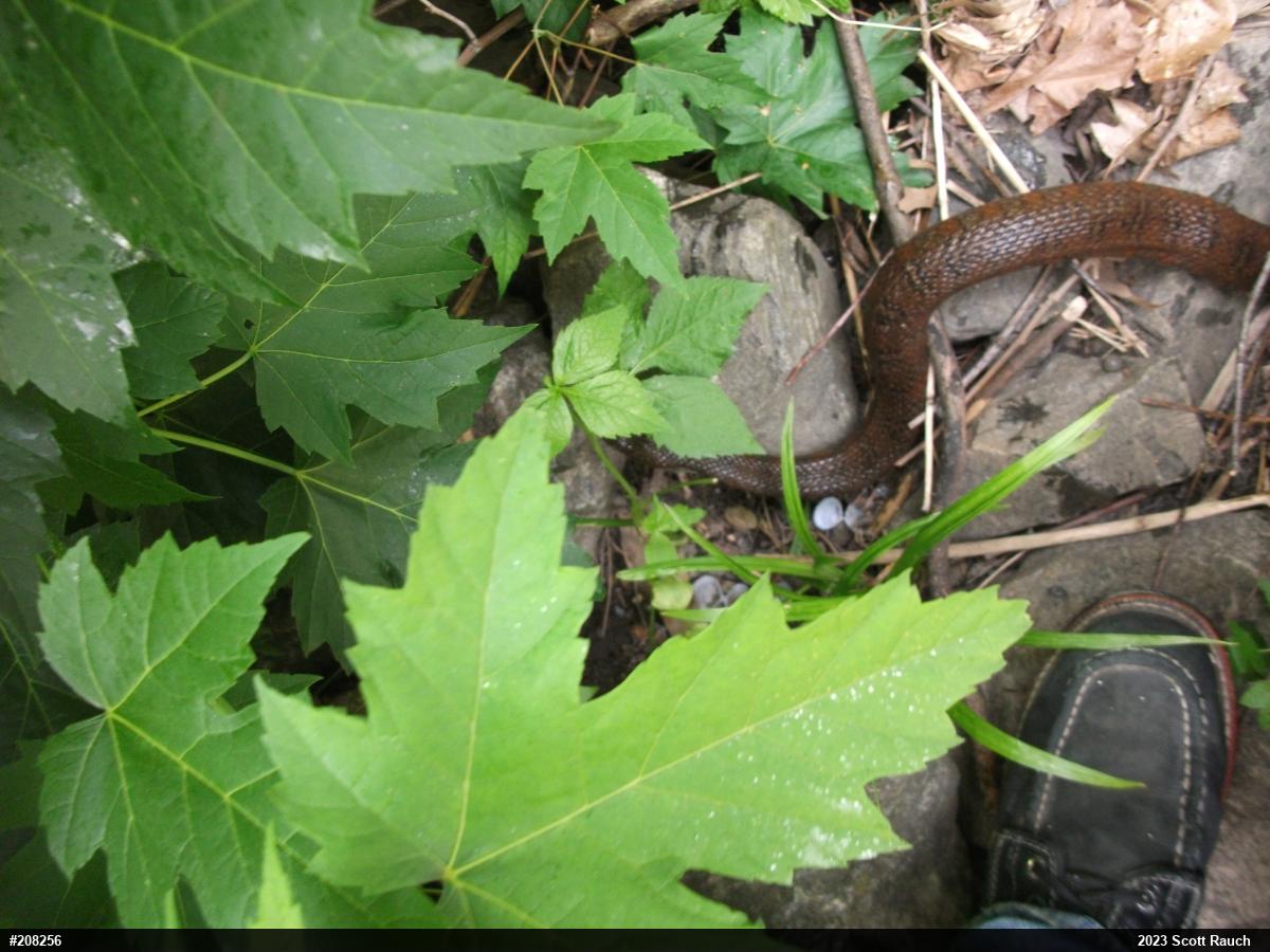 Northern Watersnake