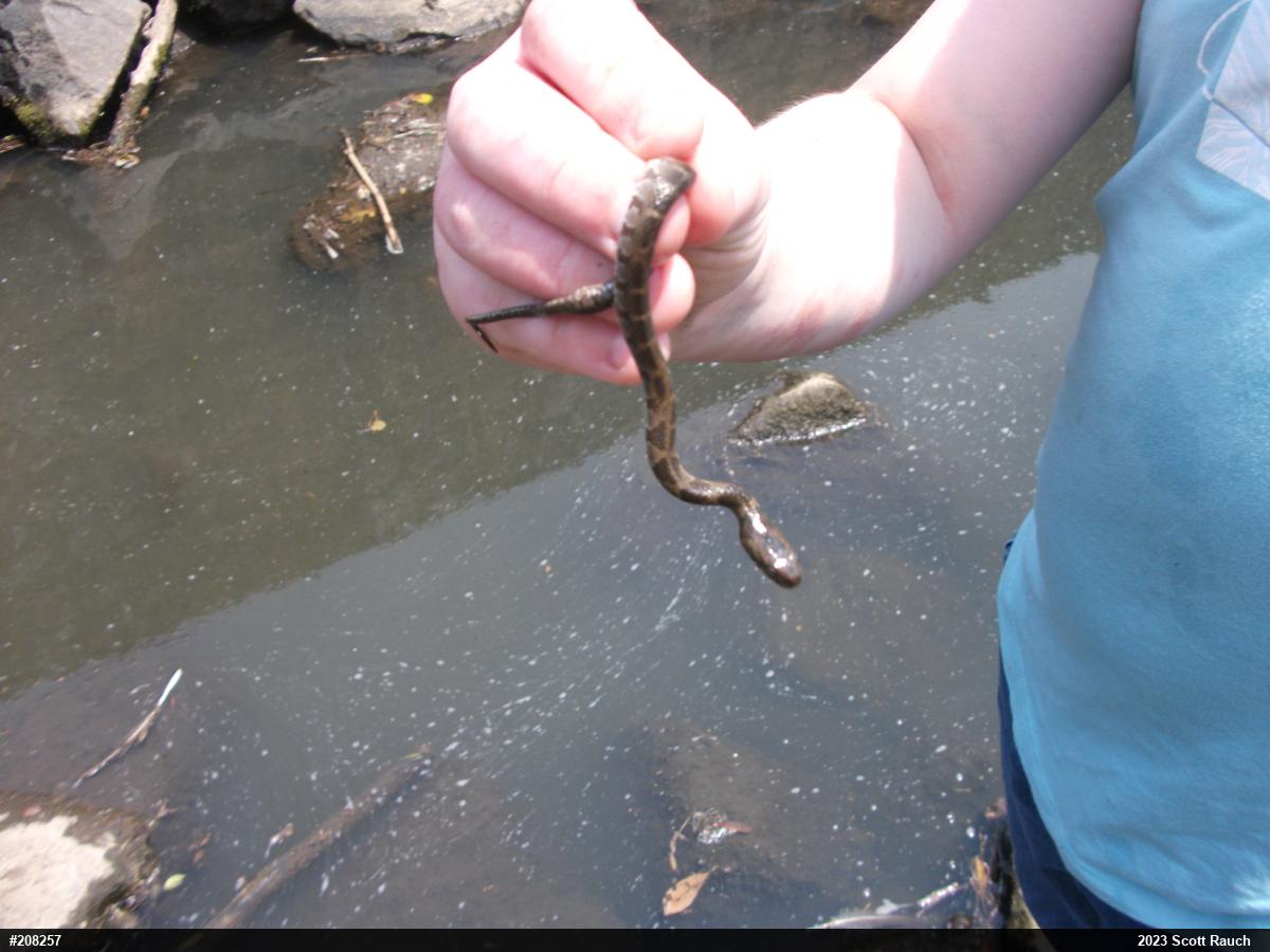 Northern Watersnake