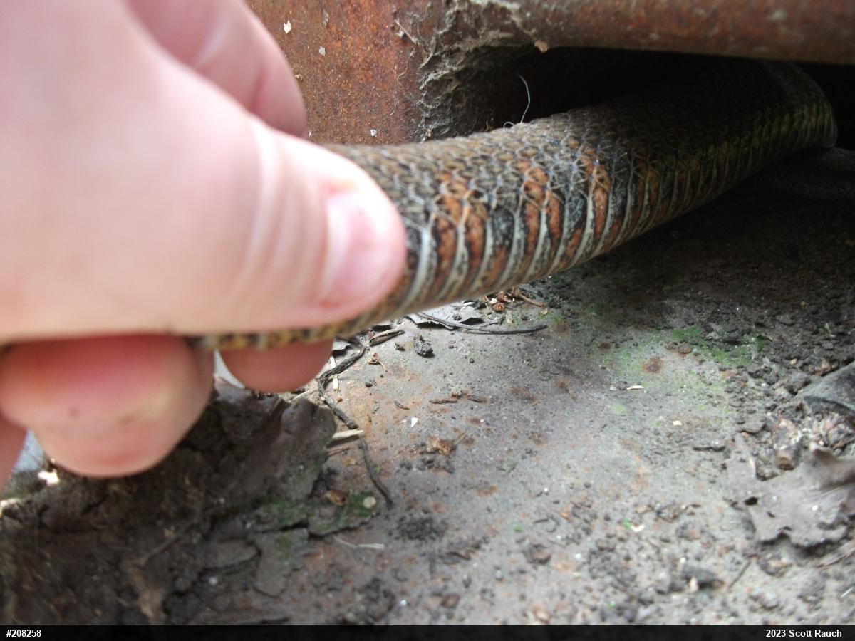Northern Watersnake