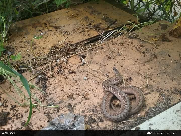 Dekay's Brownsnake