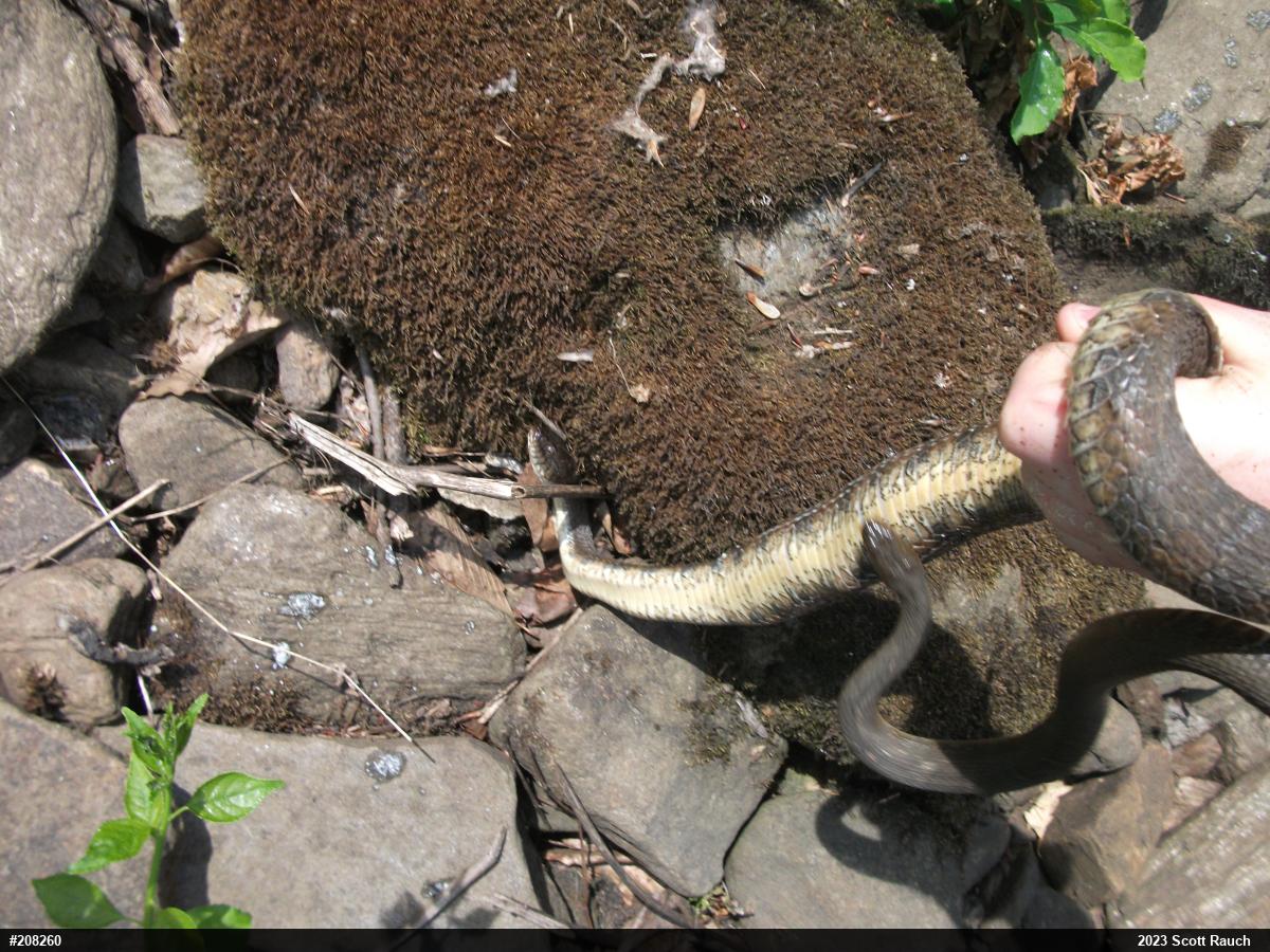 Northern Watersnake