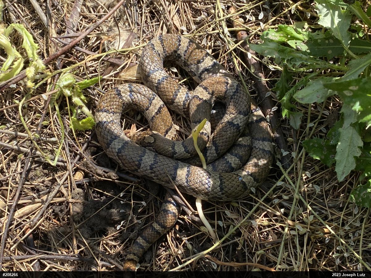 Eastern Milksnake