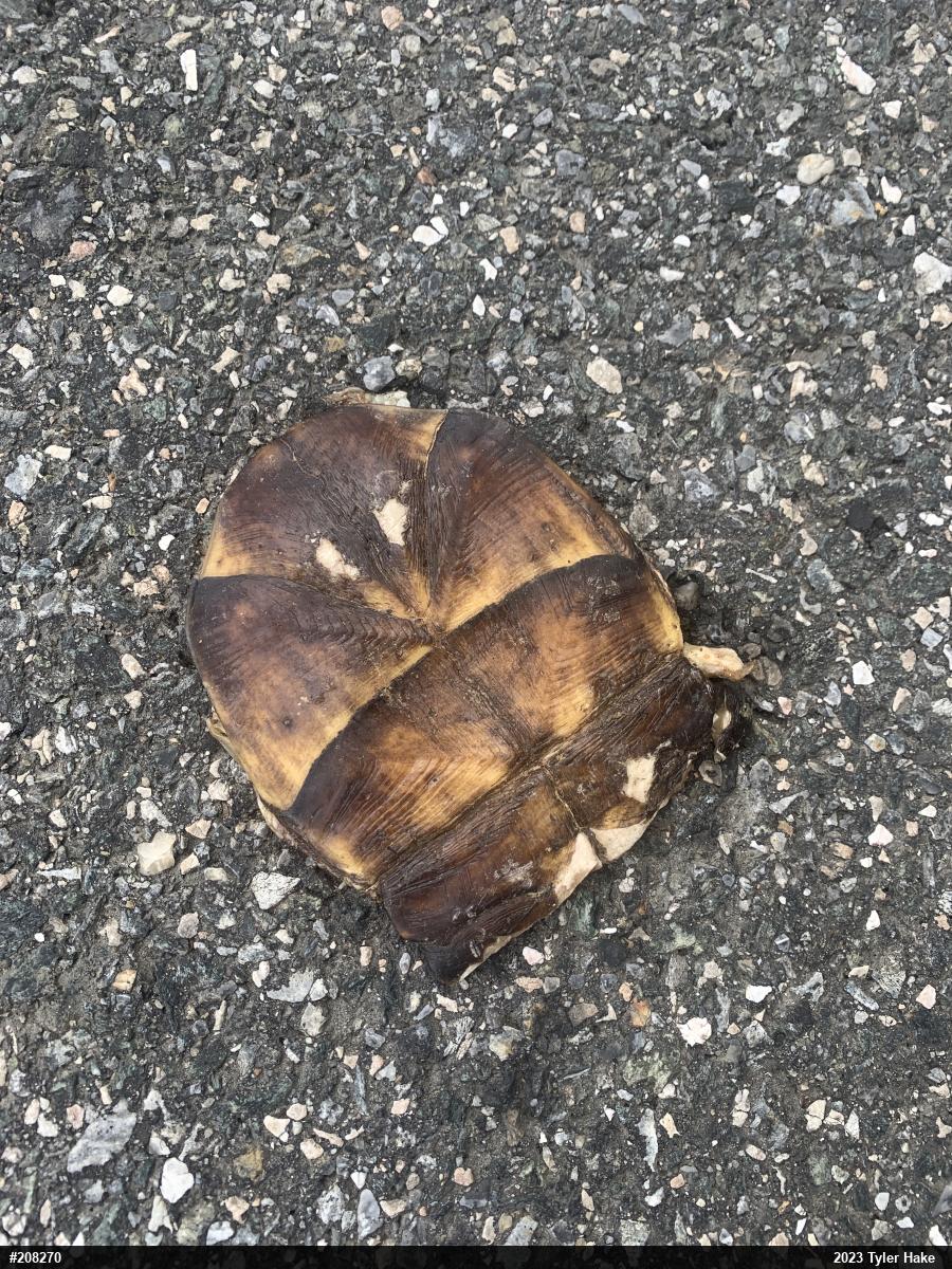 Eastern Box Turtle