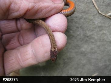 Red-bellied Snake