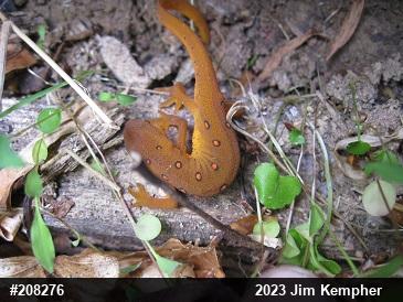 Red-spotted Newt