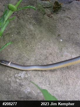 Northern Ring-necked Snake