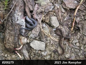 Red-bellied Snake