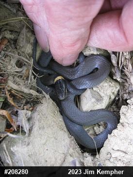Northern Ring-necked Snake