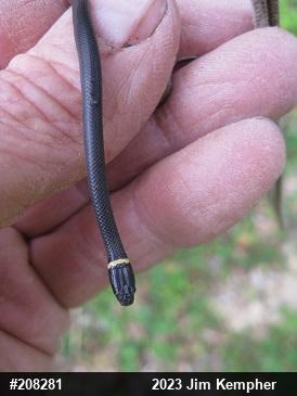 Northern Ring-necked Snake