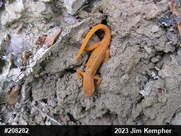 Red-spotted Newt