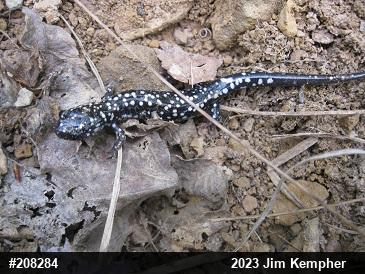 Northern Slimy Salamander
