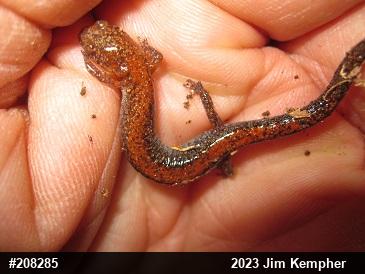 Eastern Red-backed  Salamander