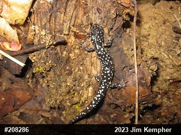 Northern Slimy Salamander