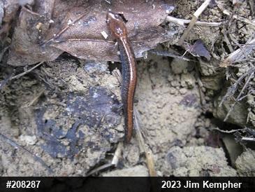Eastern Red-backed  Salamander