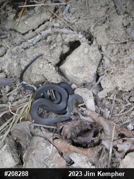 Northern Ring-necked Snake