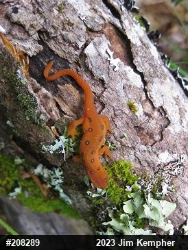 Red-spotted Newt