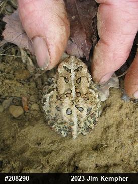 Eastern American Toad