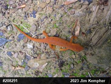Red-spotted Newt