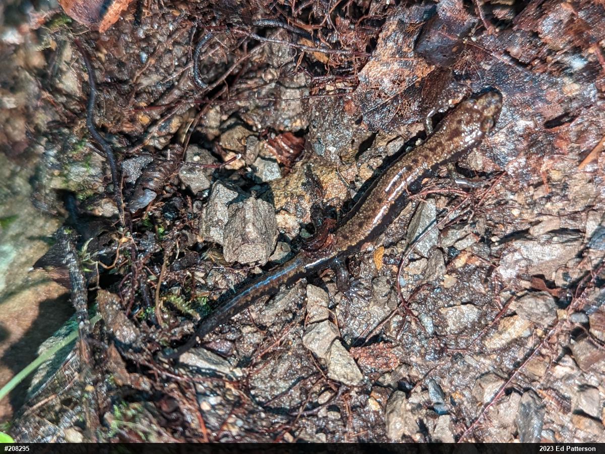 Allegheny Mountain Dusky Salamander