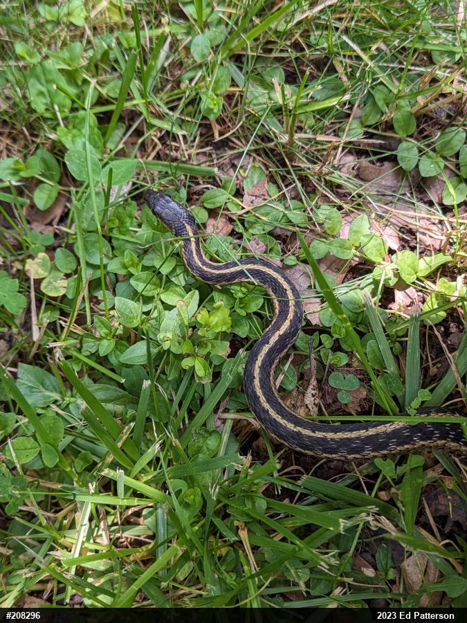 Eastern Gartersnake