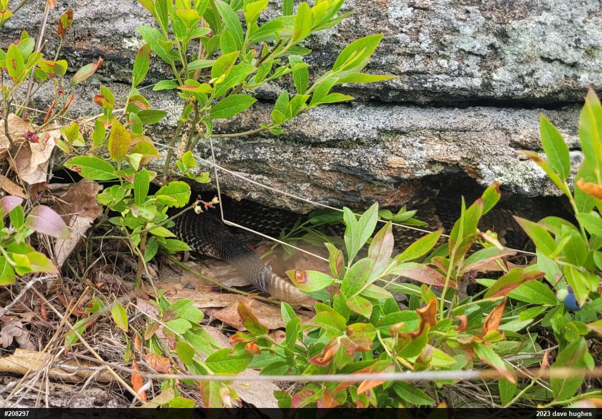 Timber Rattlesnake