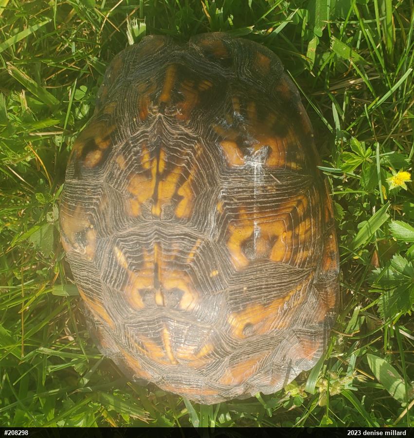 Eastern Box Turtle