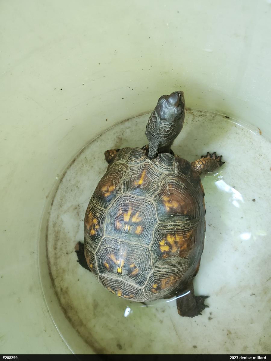 Eastern Box Turtle