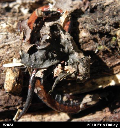 Eastern Red-backed  Salamander