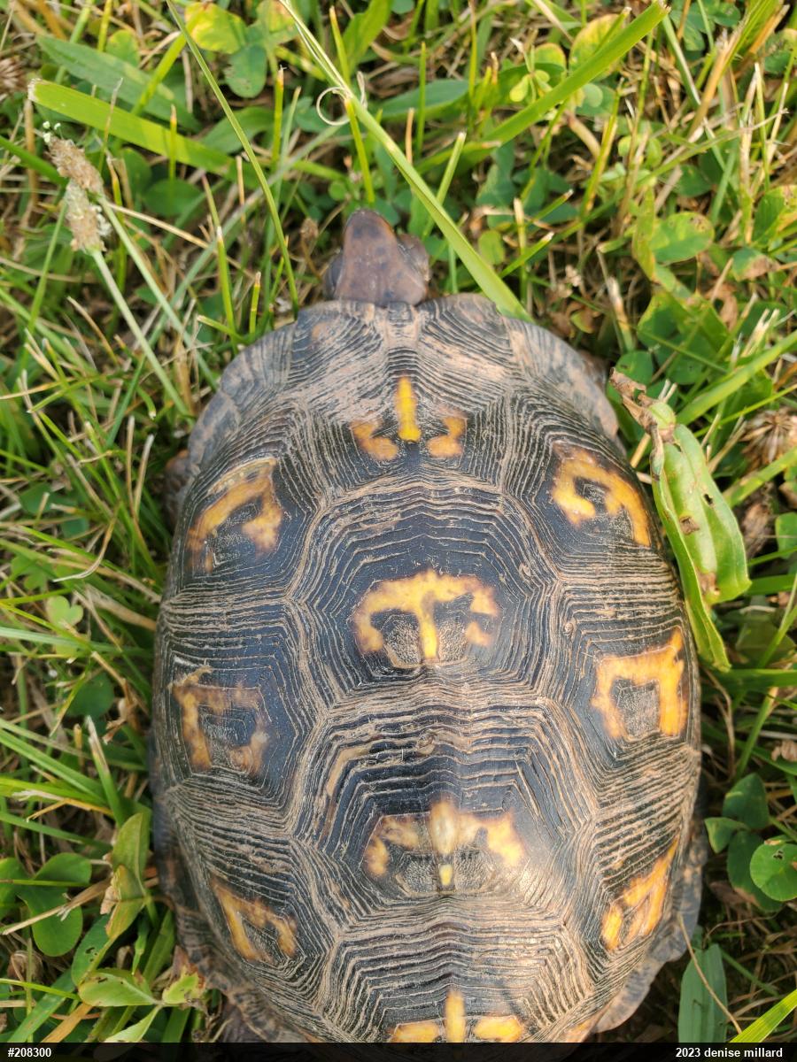Eastern Box Turtle
