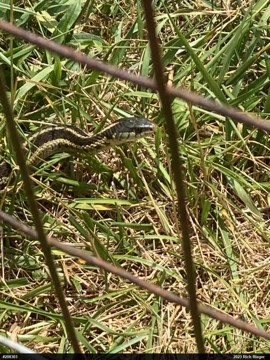 Eastern Gartersnake