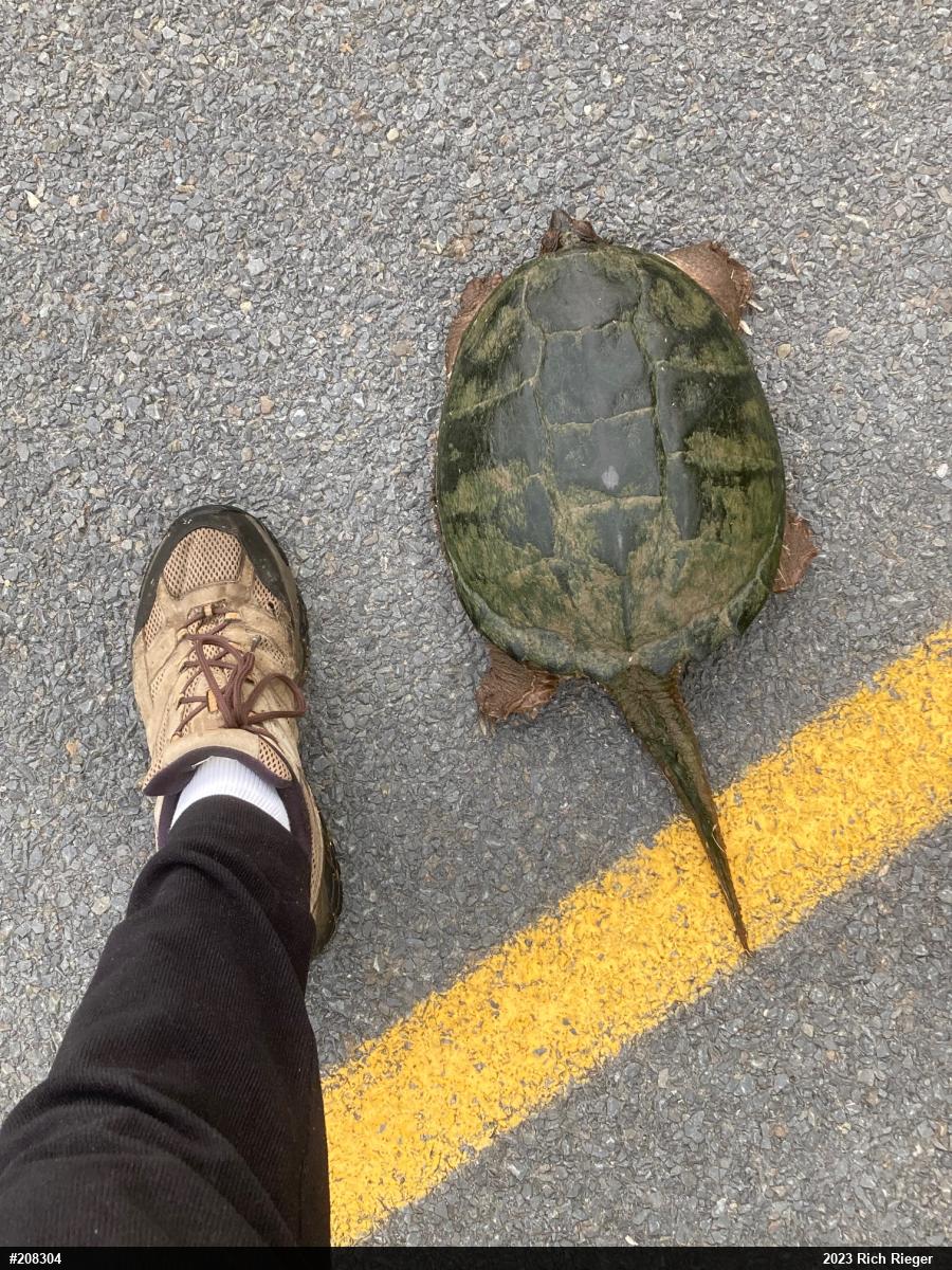 Snapping Turtle